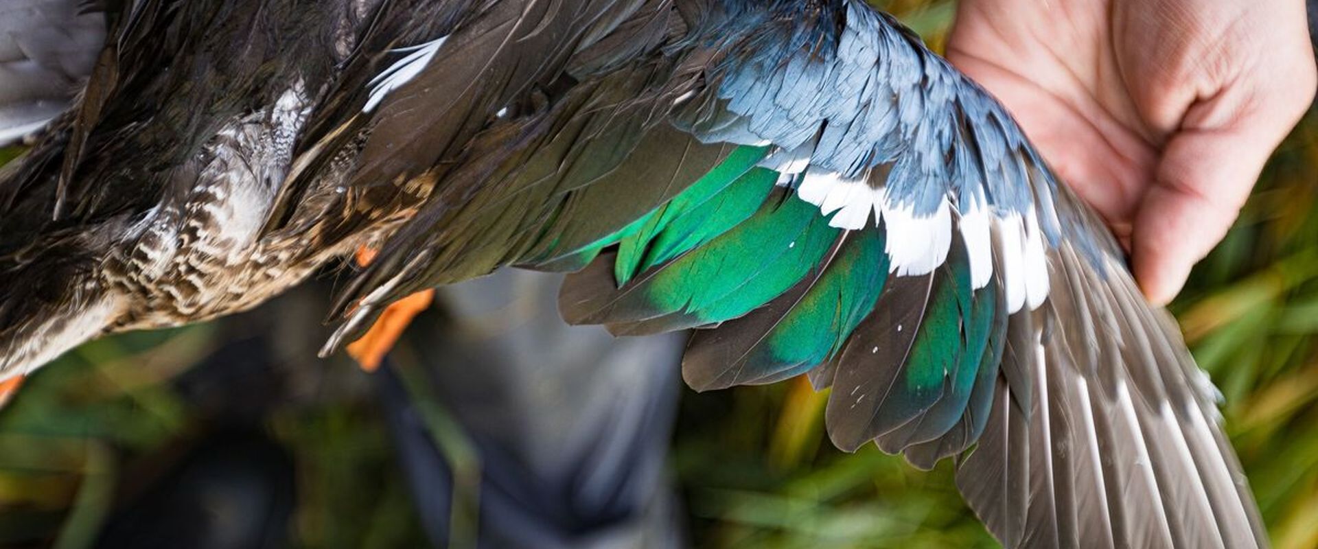 Hunter spreads a duck wing, types of ducks for hunting concept.