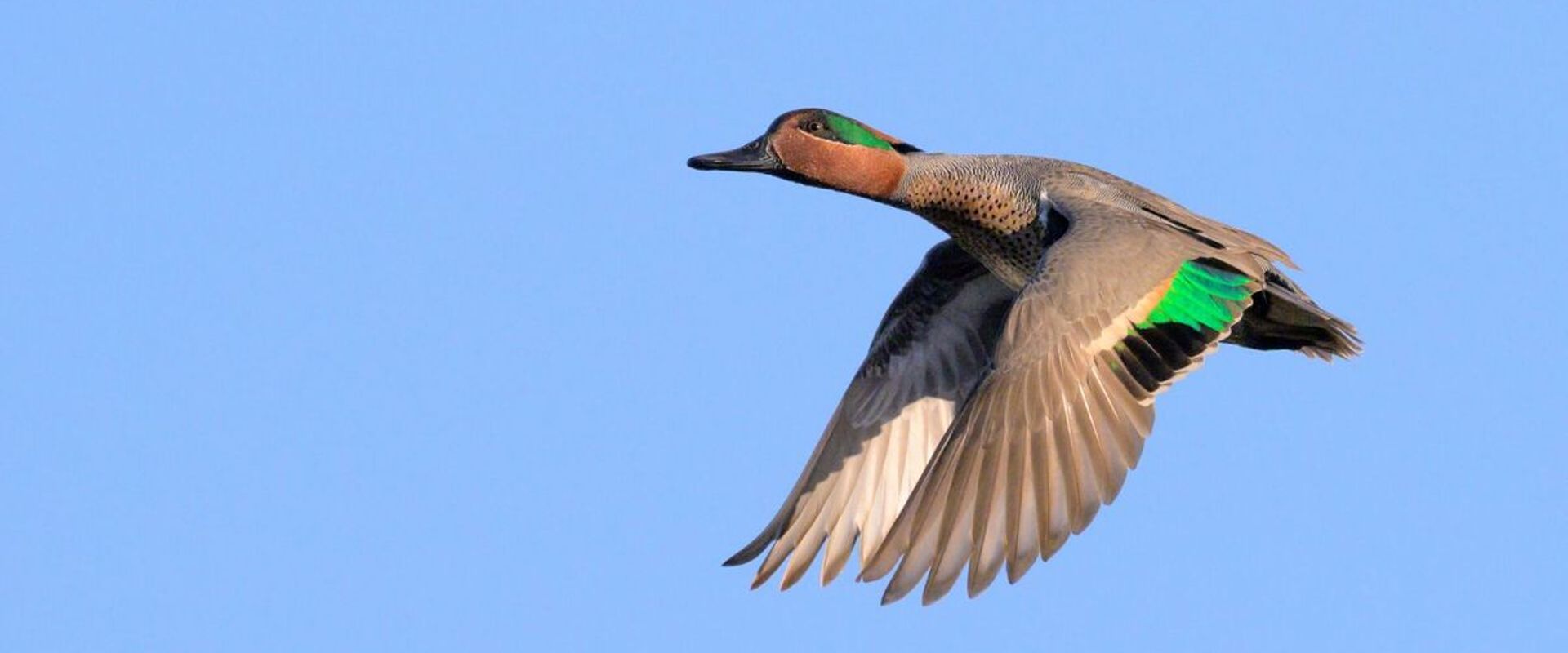 Duck in flight against blue sky, how high can ducks fly concept.