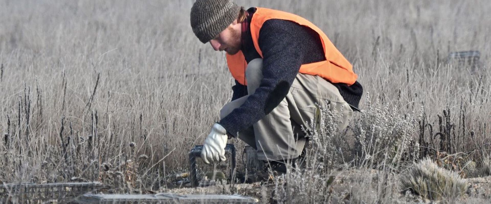 A hunter sets an animal trap in a field.