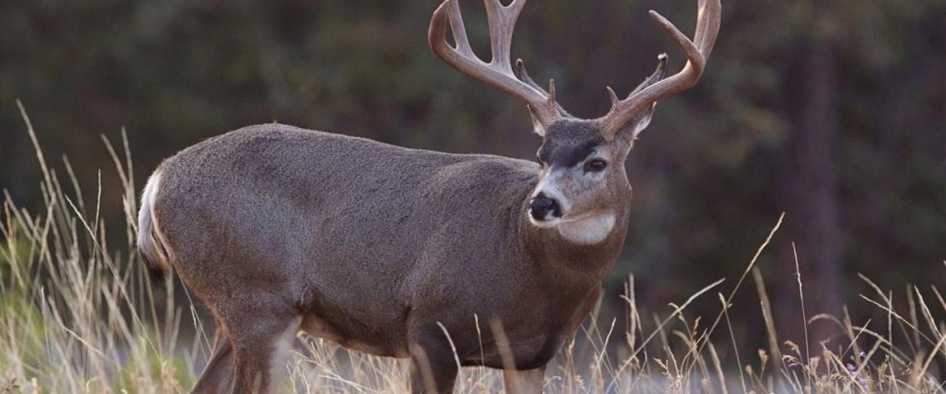 A mule deer buck in tall brush, North Dakota rifle deer season concept.