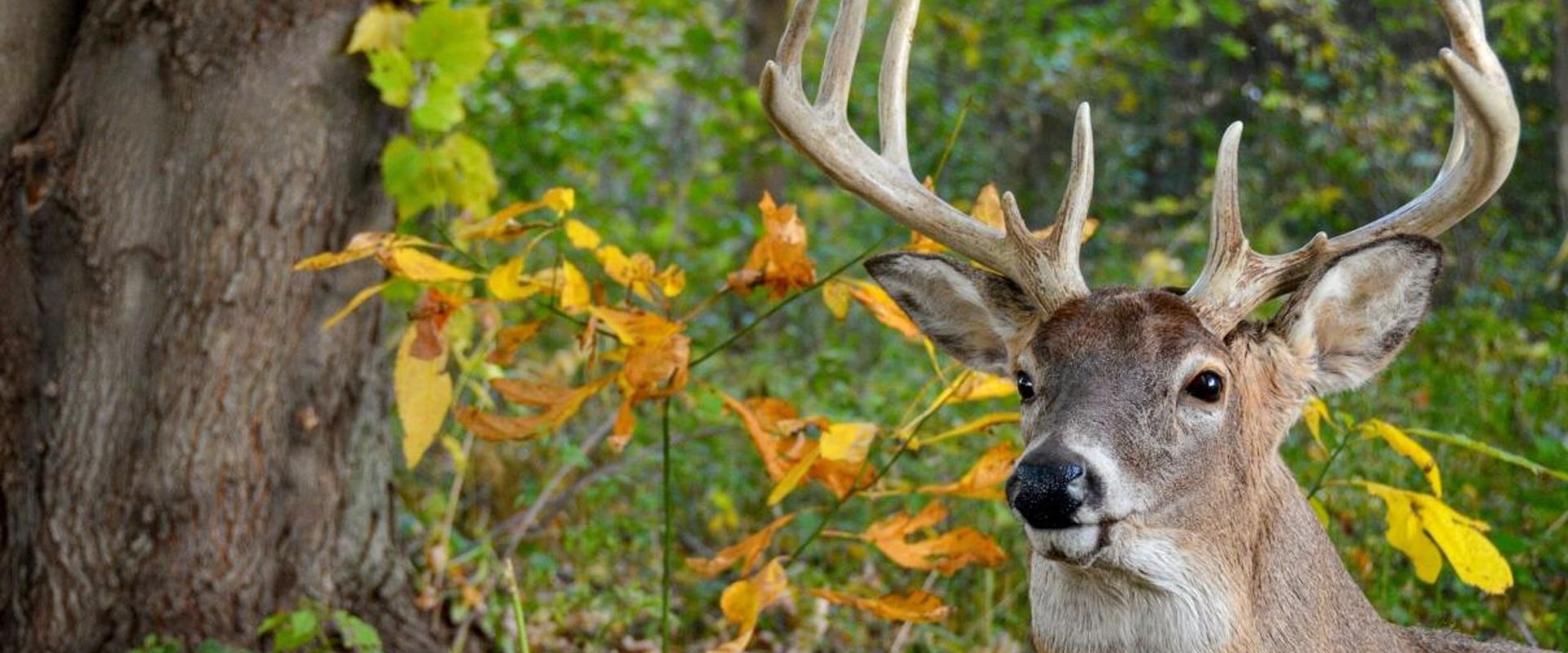 A whitetail buck in the trees, how to stalk the rut concept.
