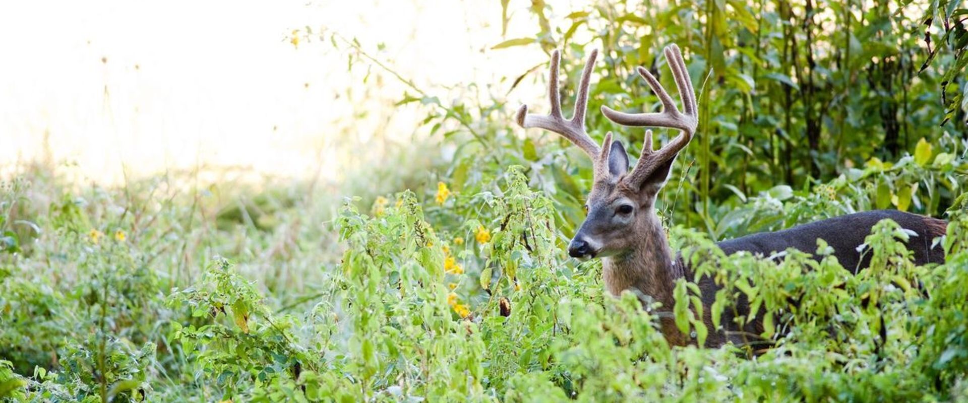 A whitetail buck in a green field, when is deer season Florida concept.