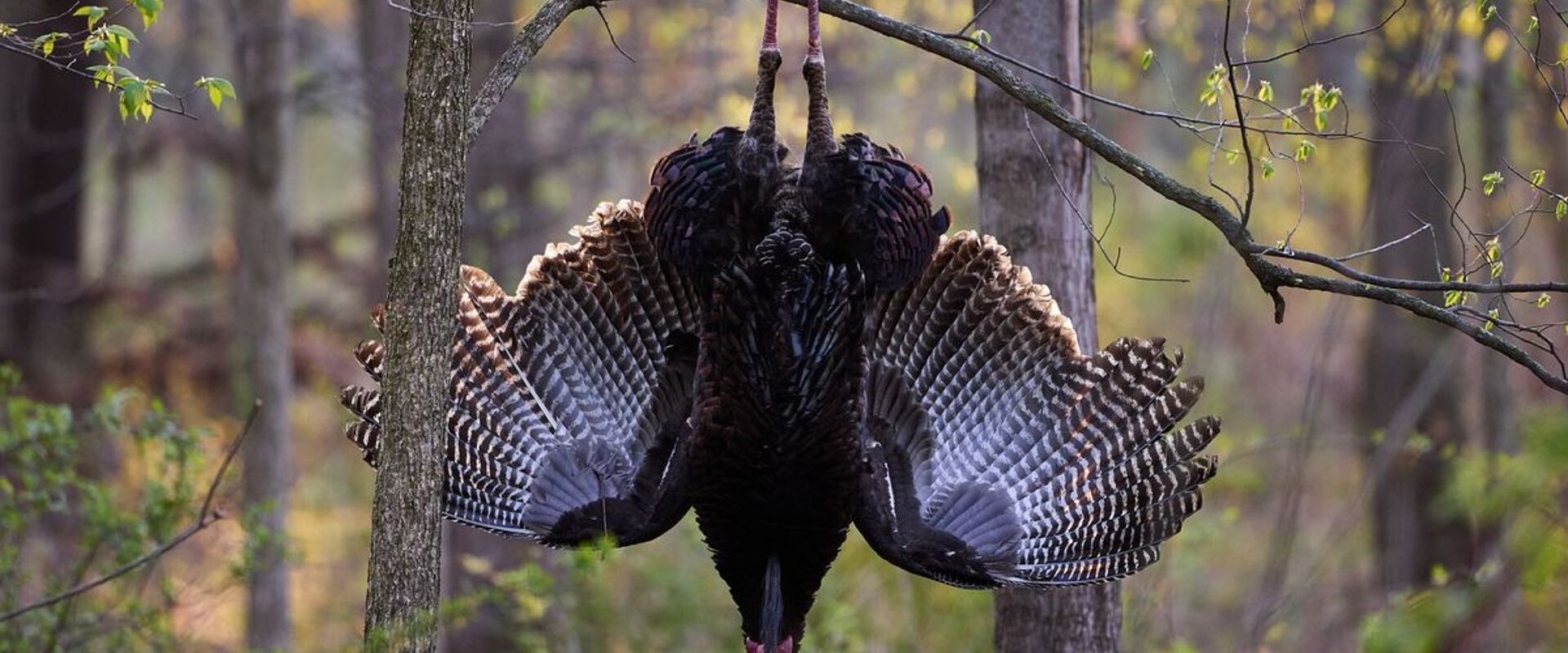 Turkey displayed in a tree after a hunt, Georgia spring turkey season 2026 concept.