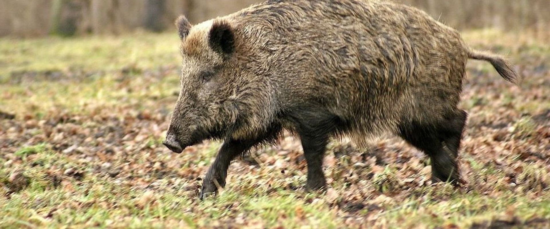 A wild hog in the field, hog hunting concept.
