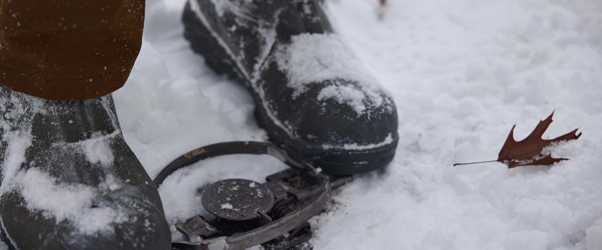 Person setting trap in snow with boots, Michigan trapping season concept.
