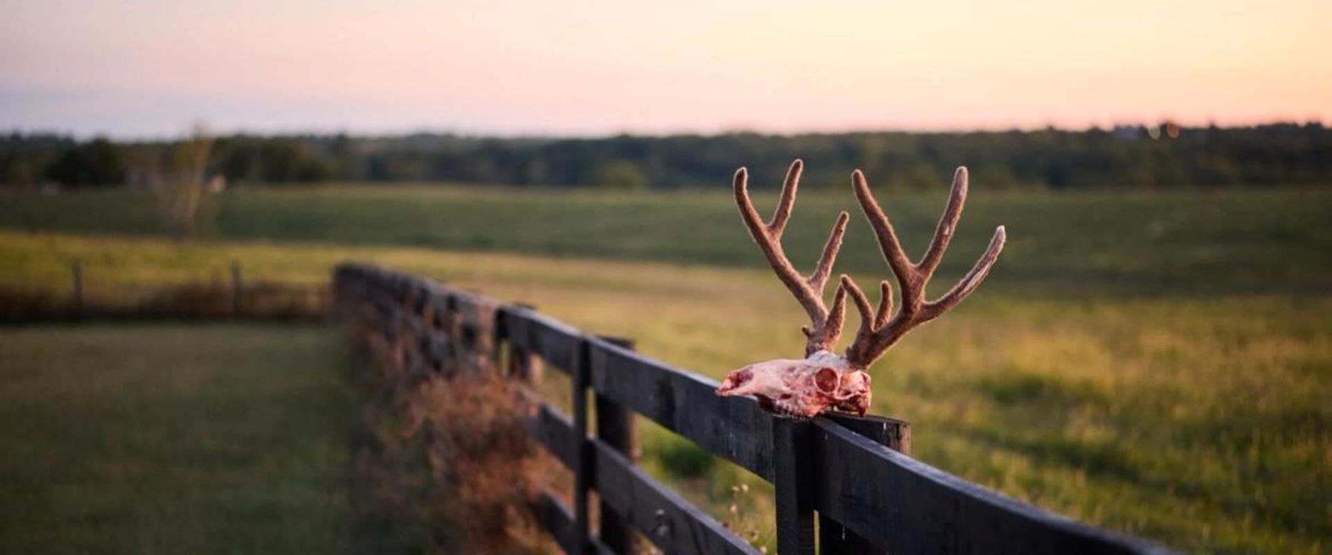 Deer skull and antlers on fence, best times to hunt concept.