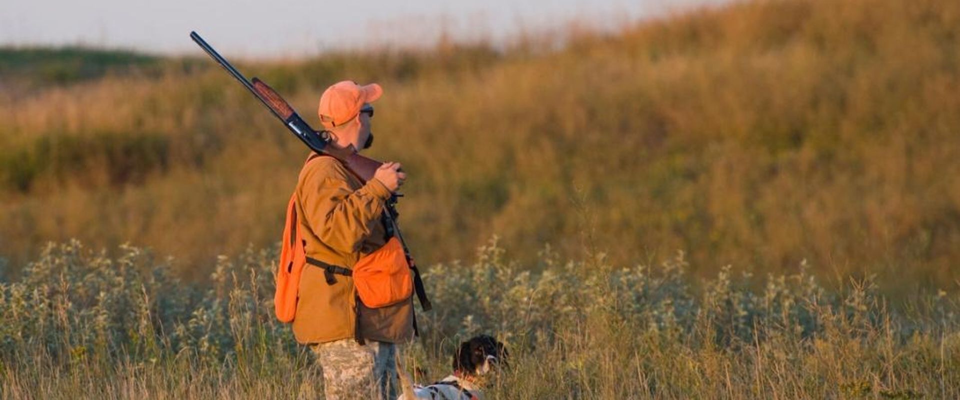 A hunter in blaze orange holding a shotgun with a dog in a field, dove season Georgia concept.