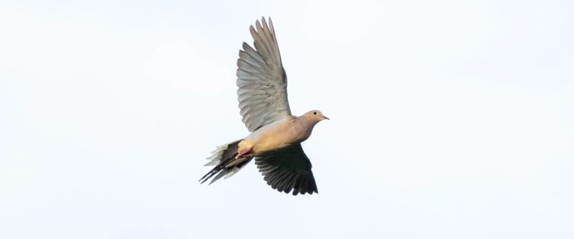 Dove in flight, find dove hunting near me concept.