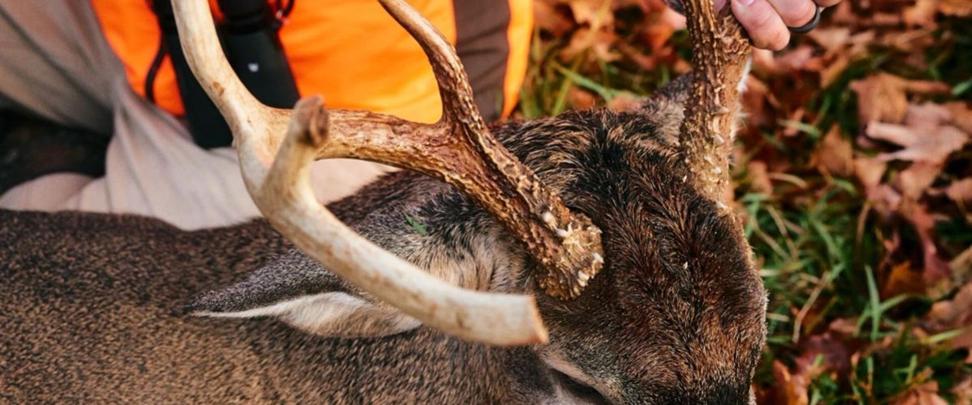 Close-up of a hunter holding the antlers of a deer ready for butchering, understanding deer anatomy concept.