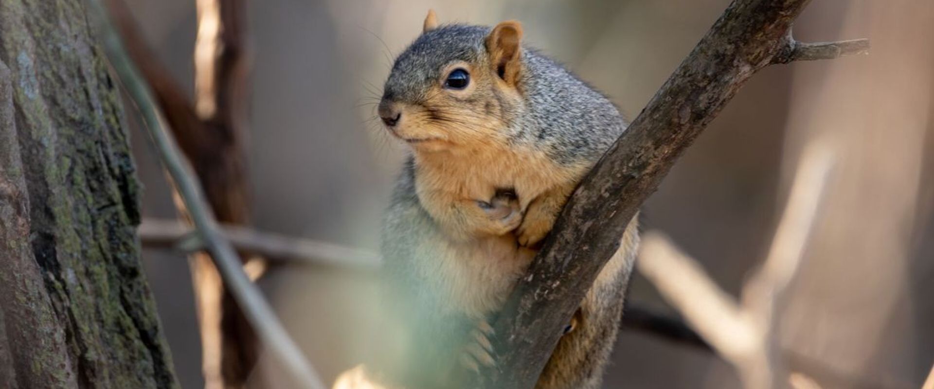 Squirrel on a small tree branch, best squirrel recipes concept.