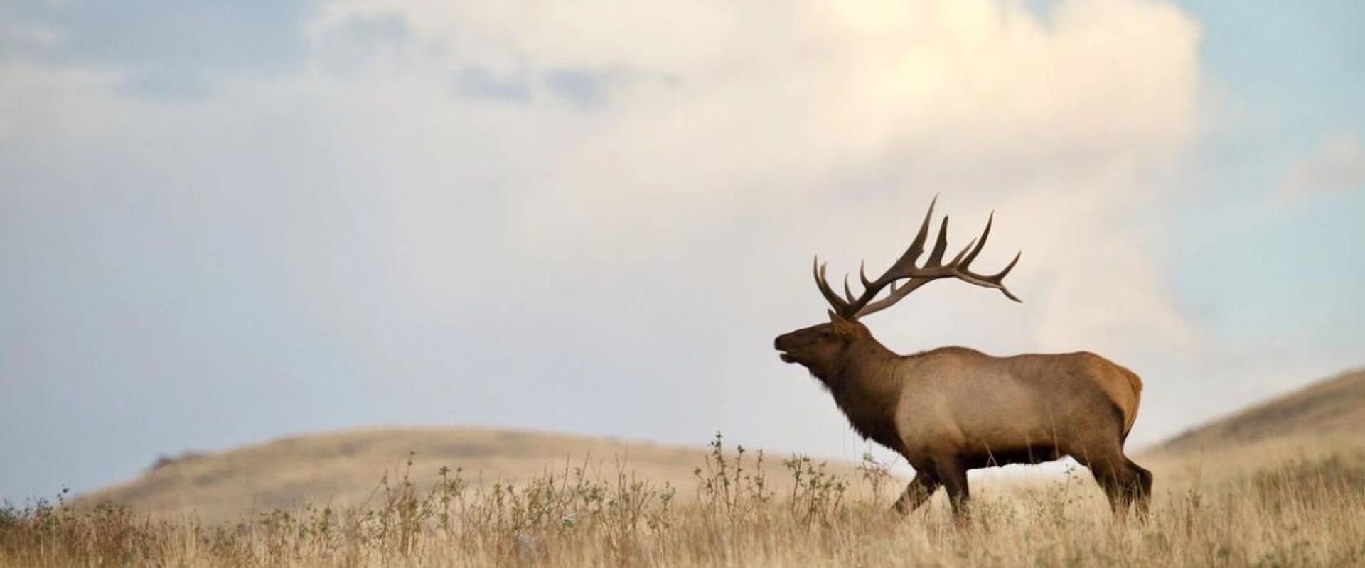 Bull elk on a ridge, over the counter elk tags concept.