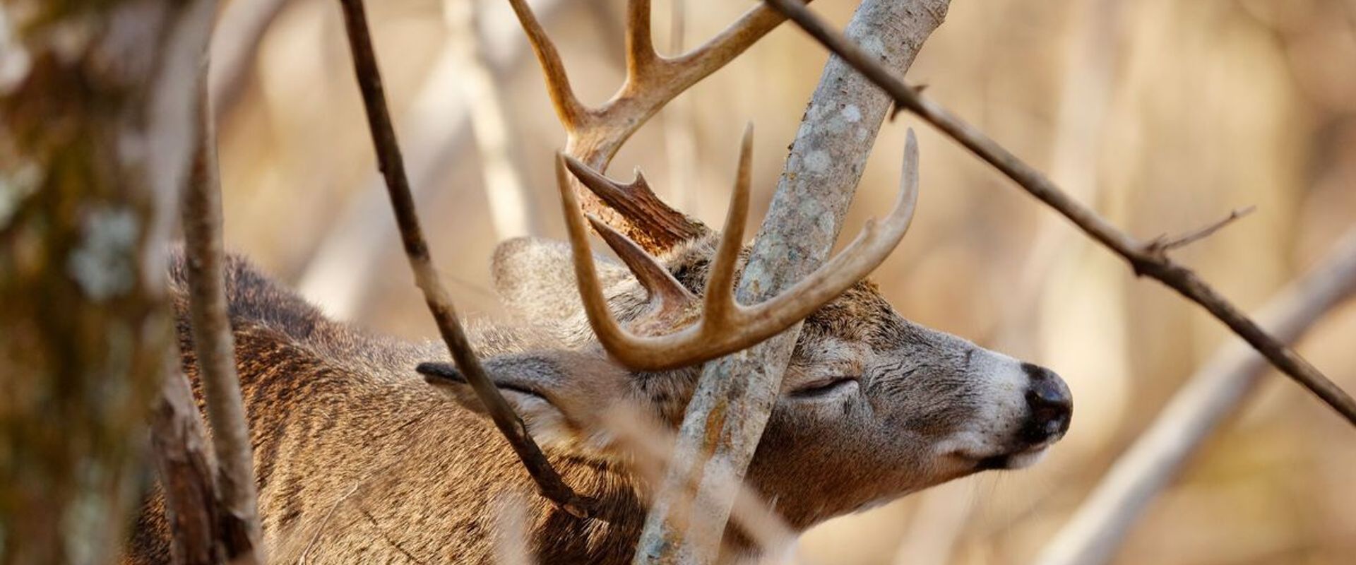 A white-tail deer scrapes antlers on a tree.