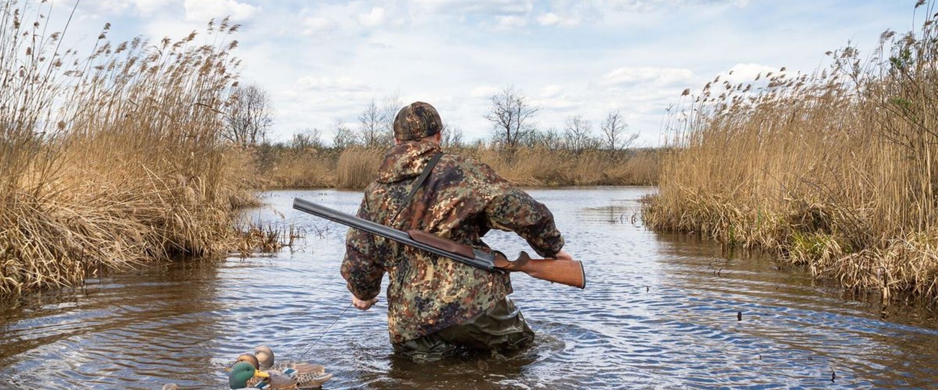 A duck hunter wades in water and tall reeds with shotgun and decoys, Texas duck season concept.