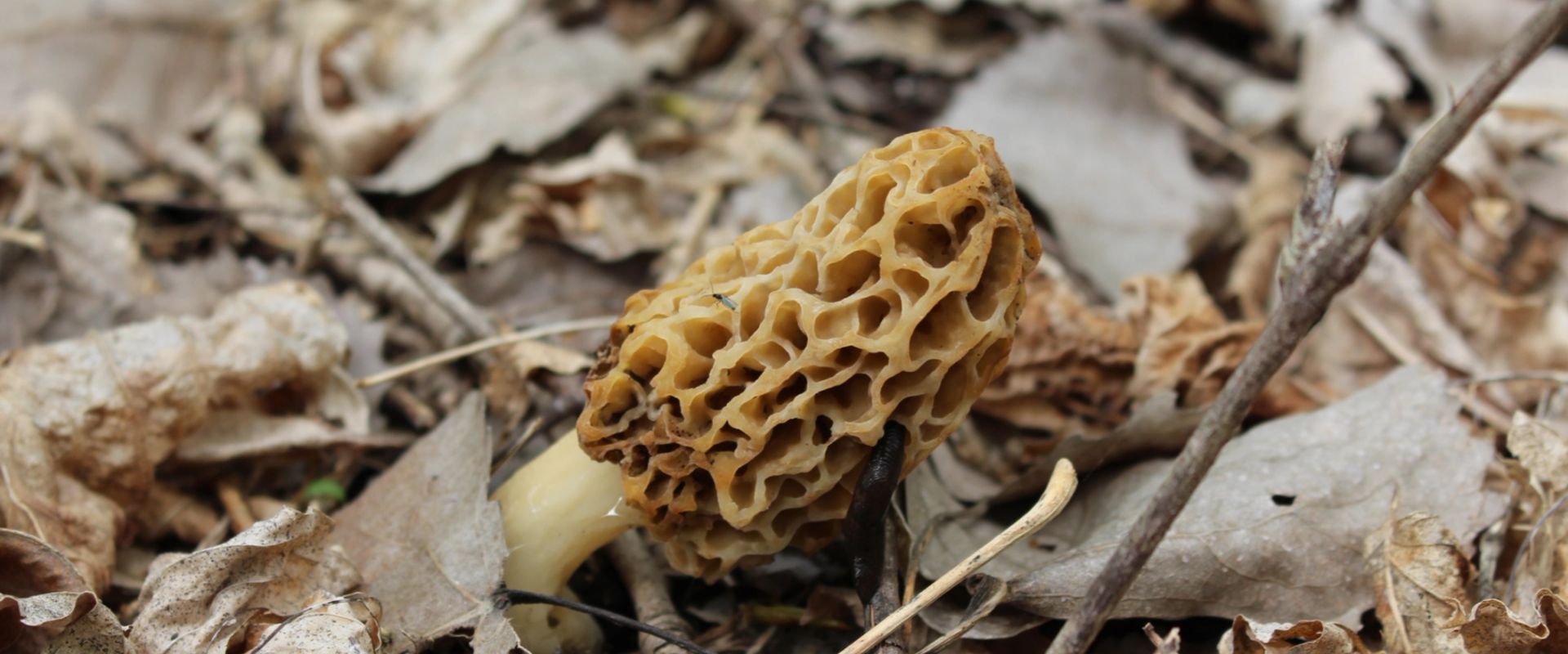 Close-up of a morel mushroom on the ground, morel mushroom hunting concept.
