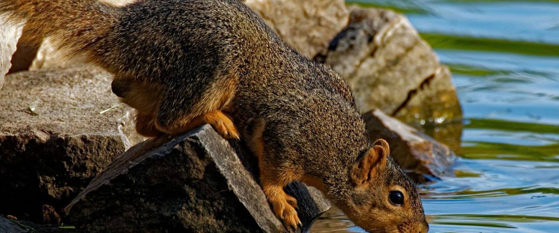 Squirrel drinks from stream, use small game hunting arrows concept.