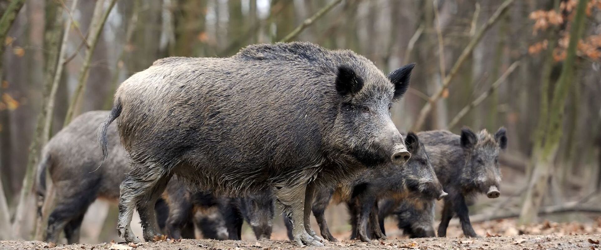 A group of wild hogs in the brush.