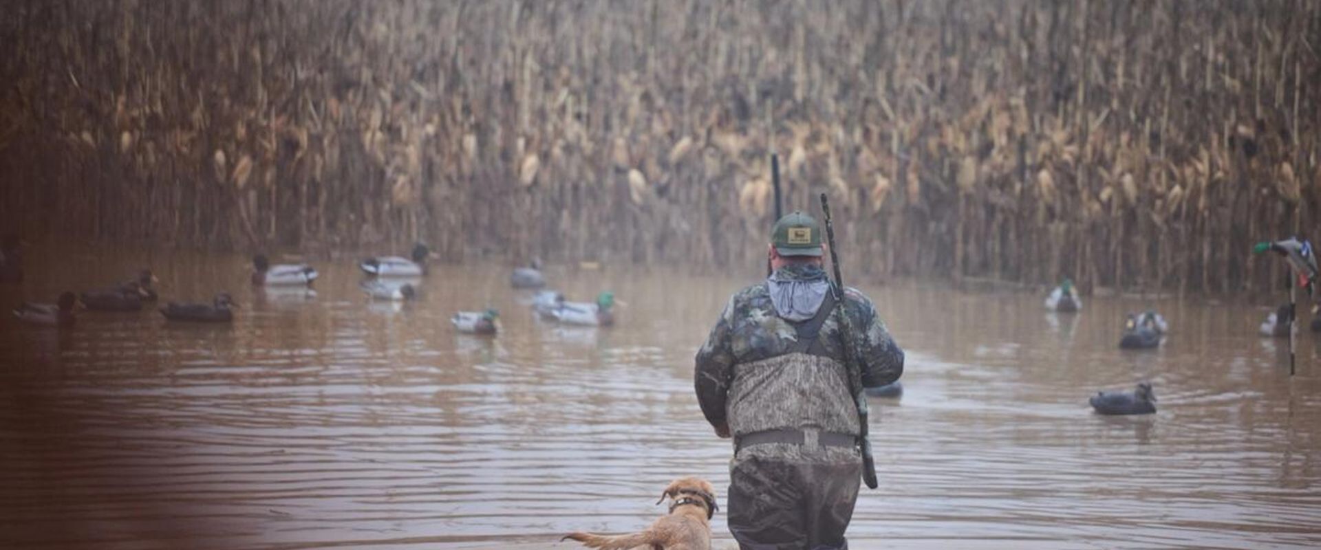 Hunter with dog in the water for hunt, public waterfowl hunting land in Illinois concept.