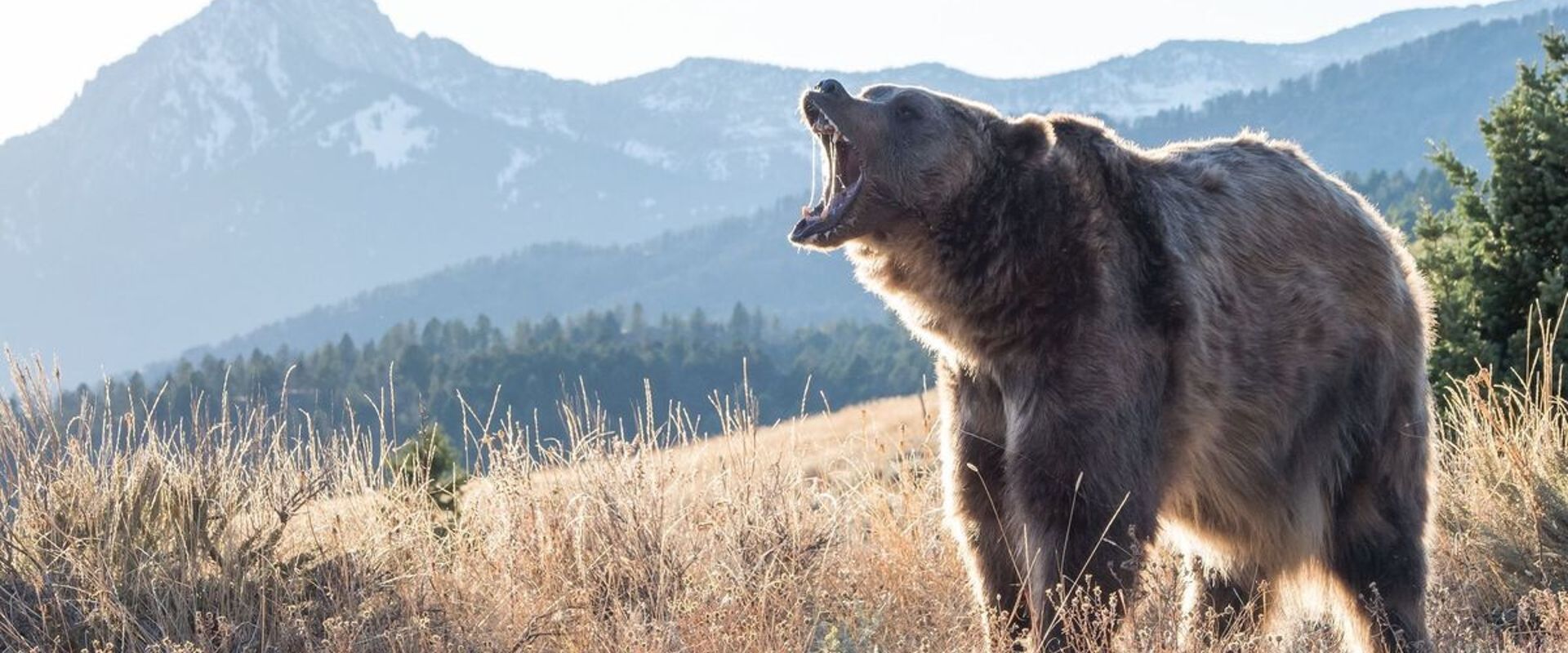 A big bear growls while standing on the side of a hill, bear hunting concept.