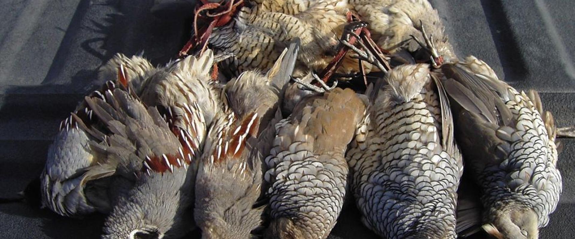 Several upland birds in the bed of a truck after a successful hunt, best times for upland bird hunting concept.