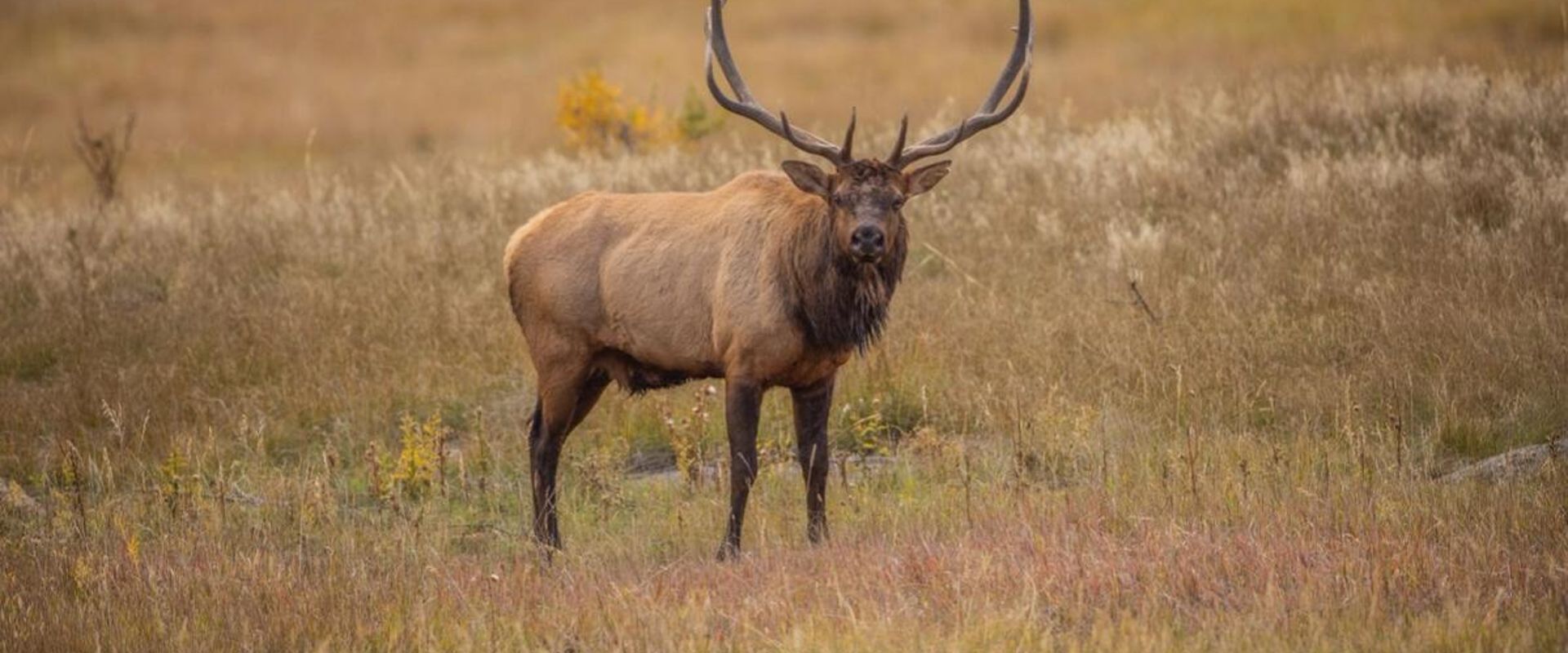 Large bull elk in field looks directly ahead, how to find elk in Colorado concept.