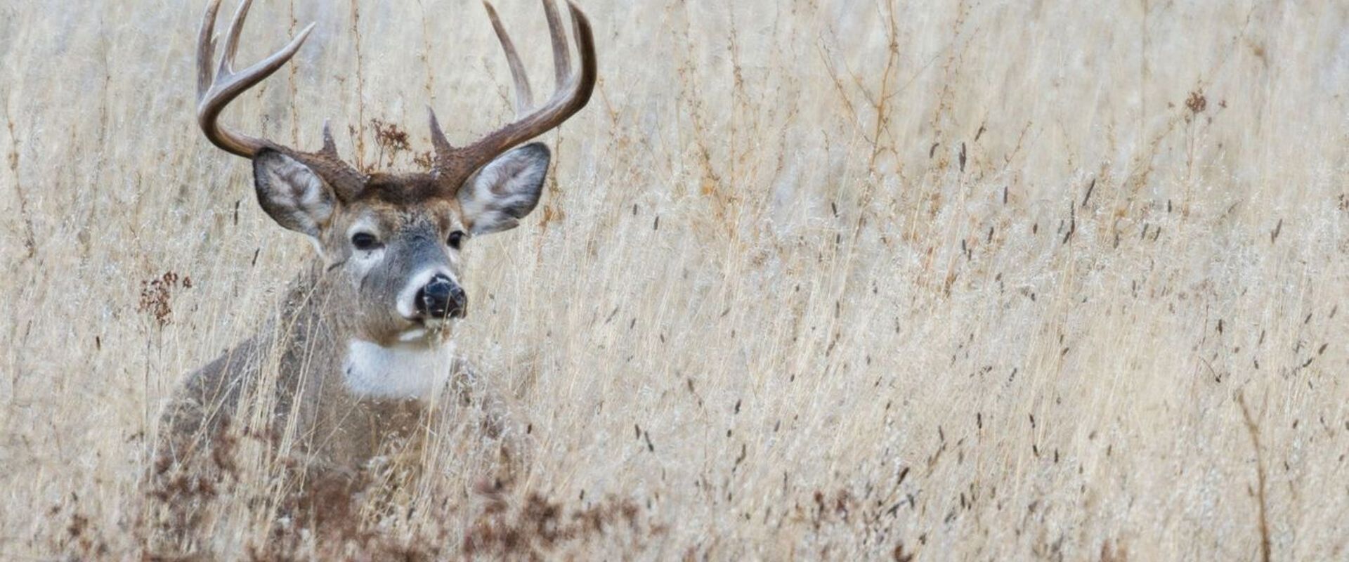 A whitetail buck laying in tall grass, NC deer season concept.