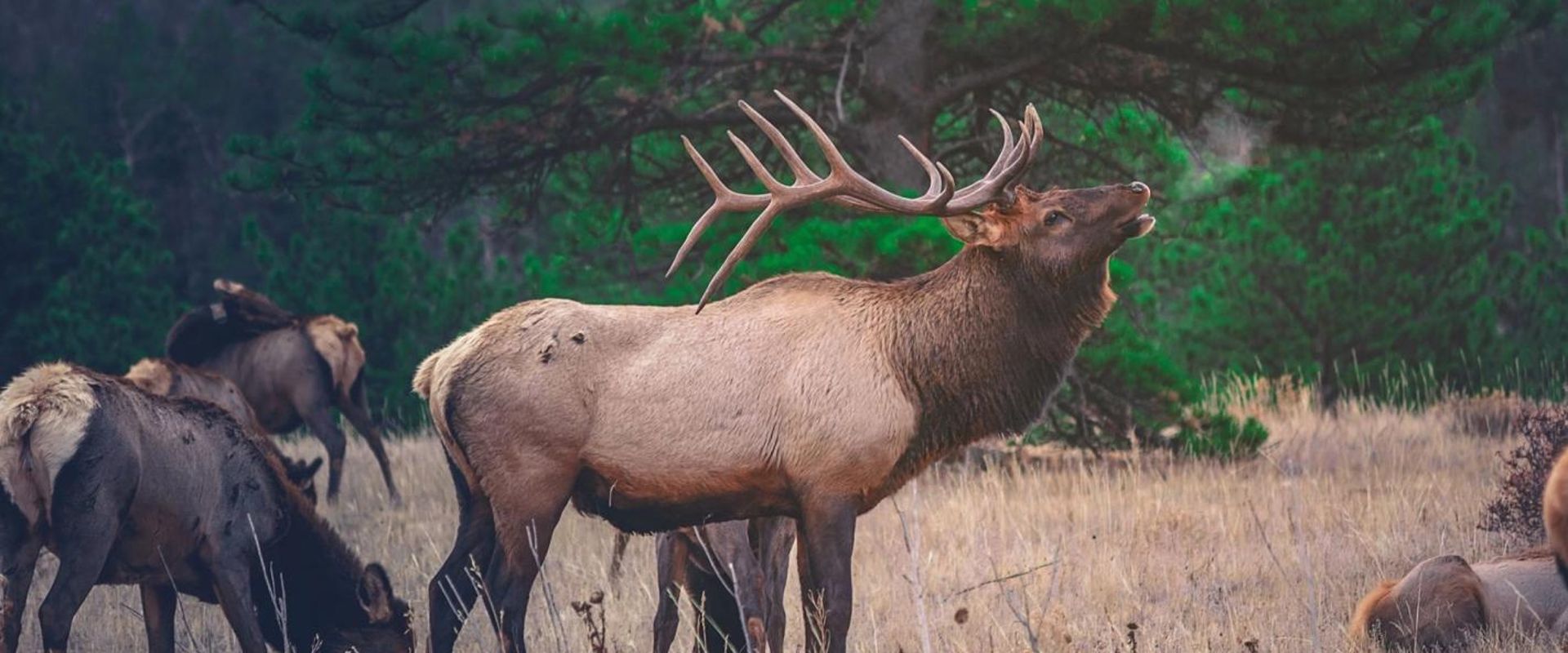 An elk bugling in a herd, elk facts concept.