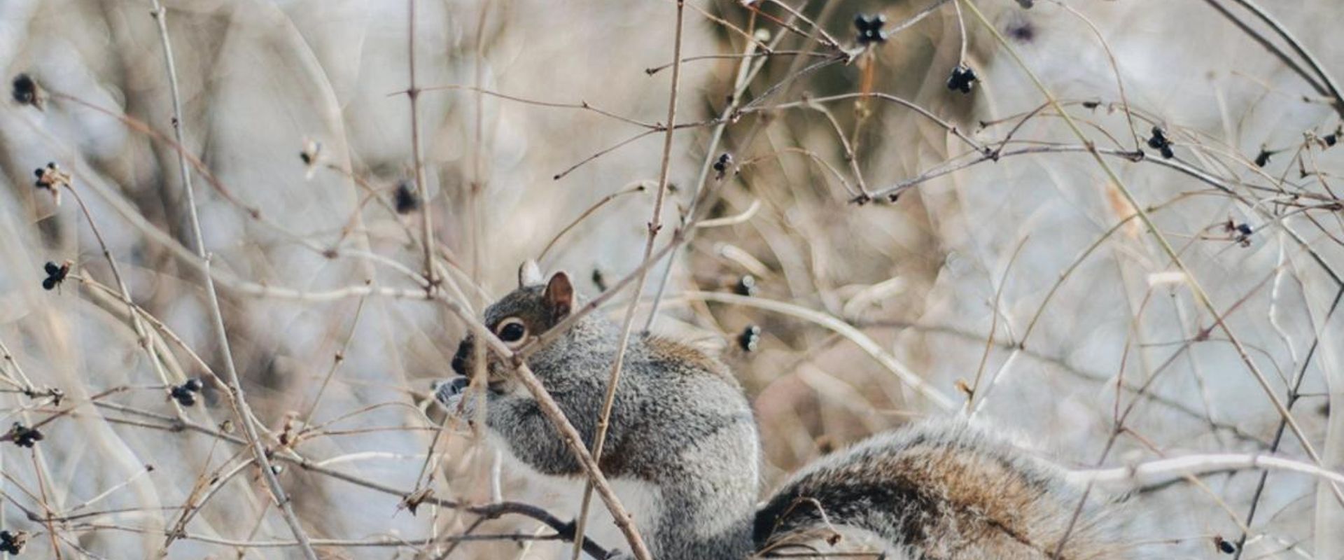 A squirrel sits on a tree limb, winter squirrel hunting concept.
