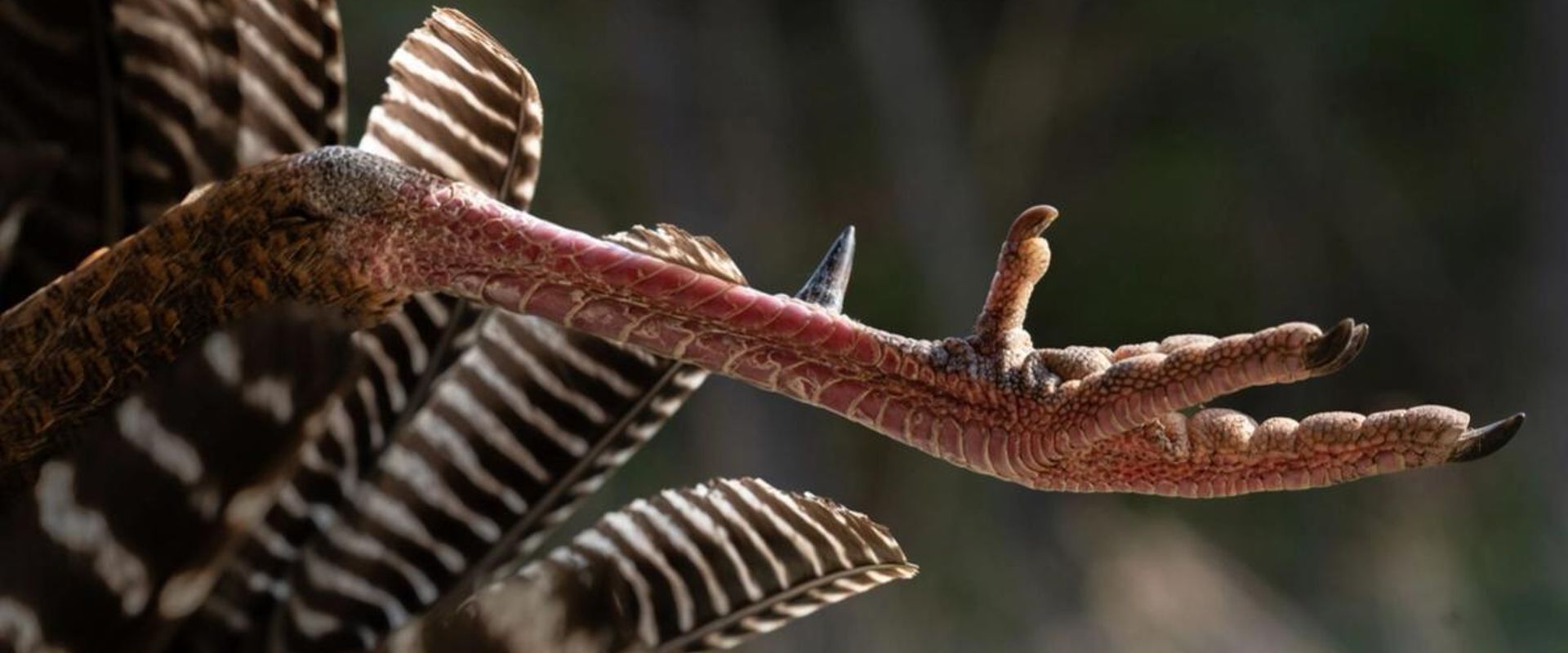 Close-up of a turkey foot and feathers, best turkey hunting states concept.