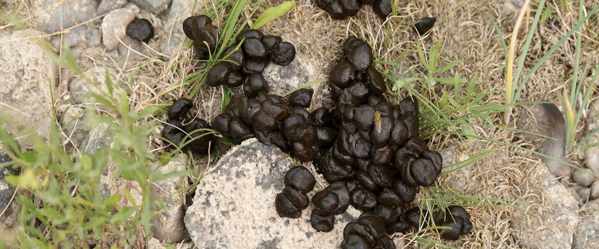 Deer droppings on rocky ground.