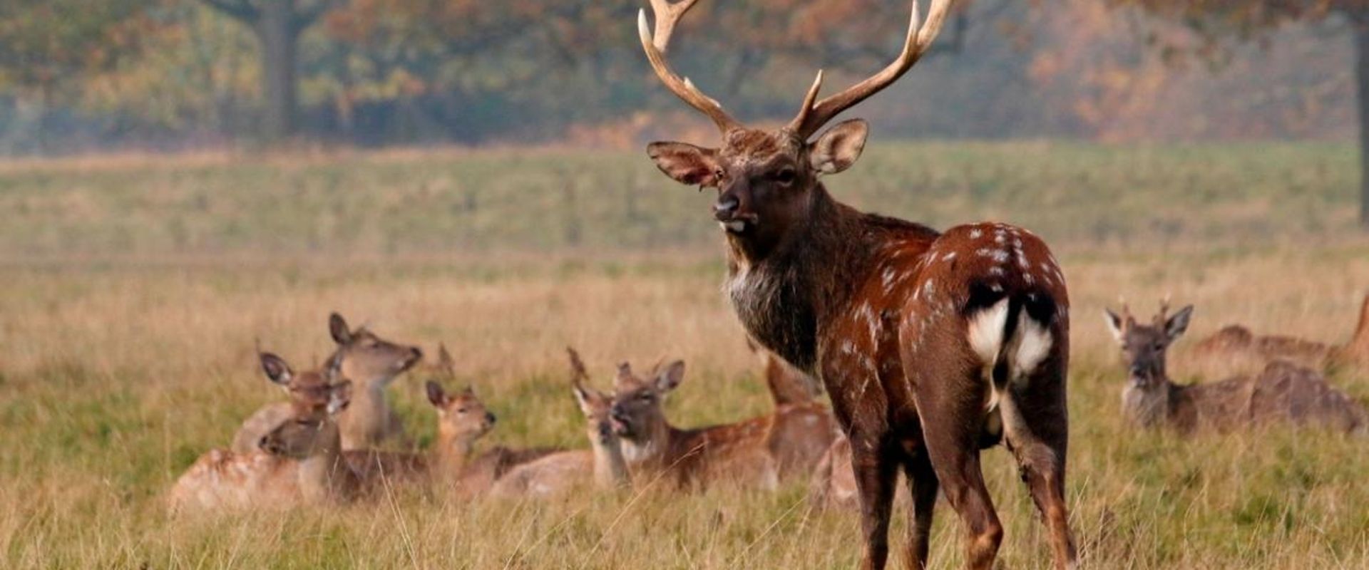 A buck Sika deer standing in front of does laying down.