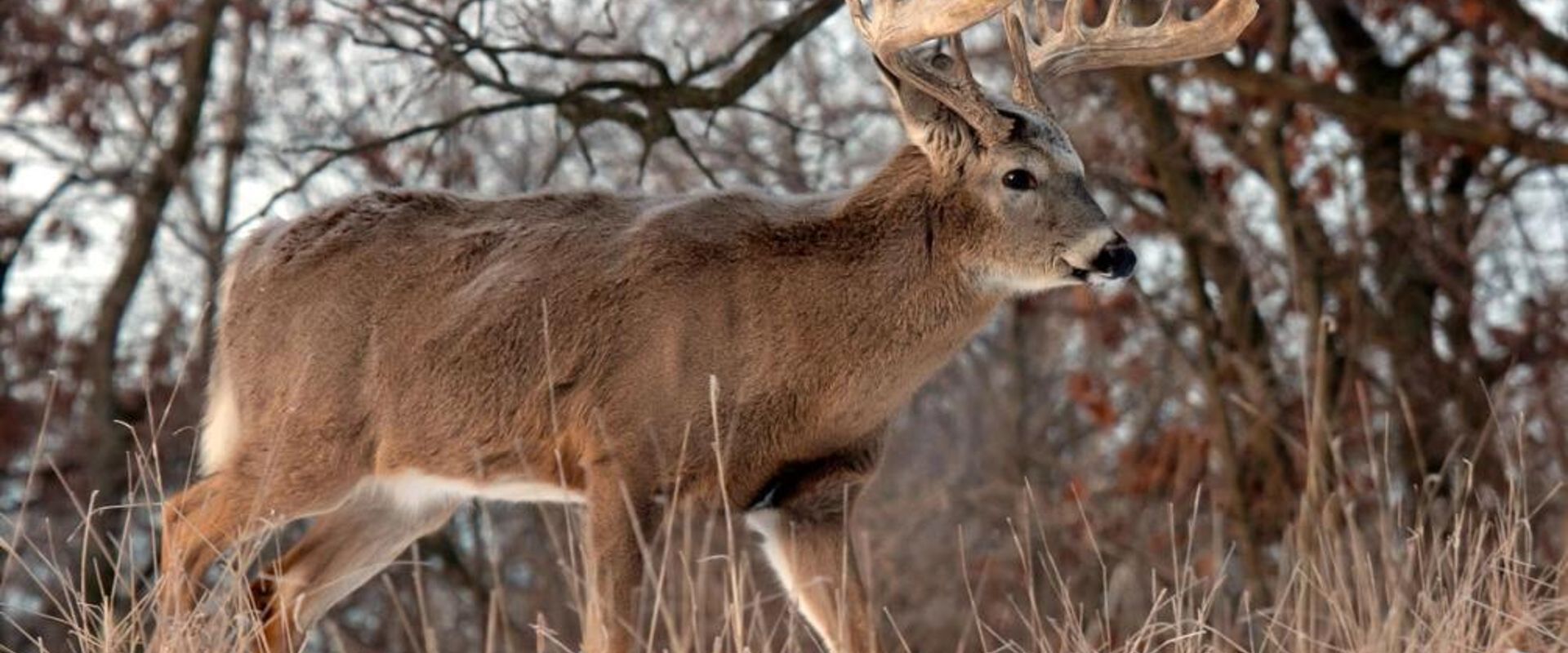 A buck standing in the brush and snow, muzzleloader hunting season concept.