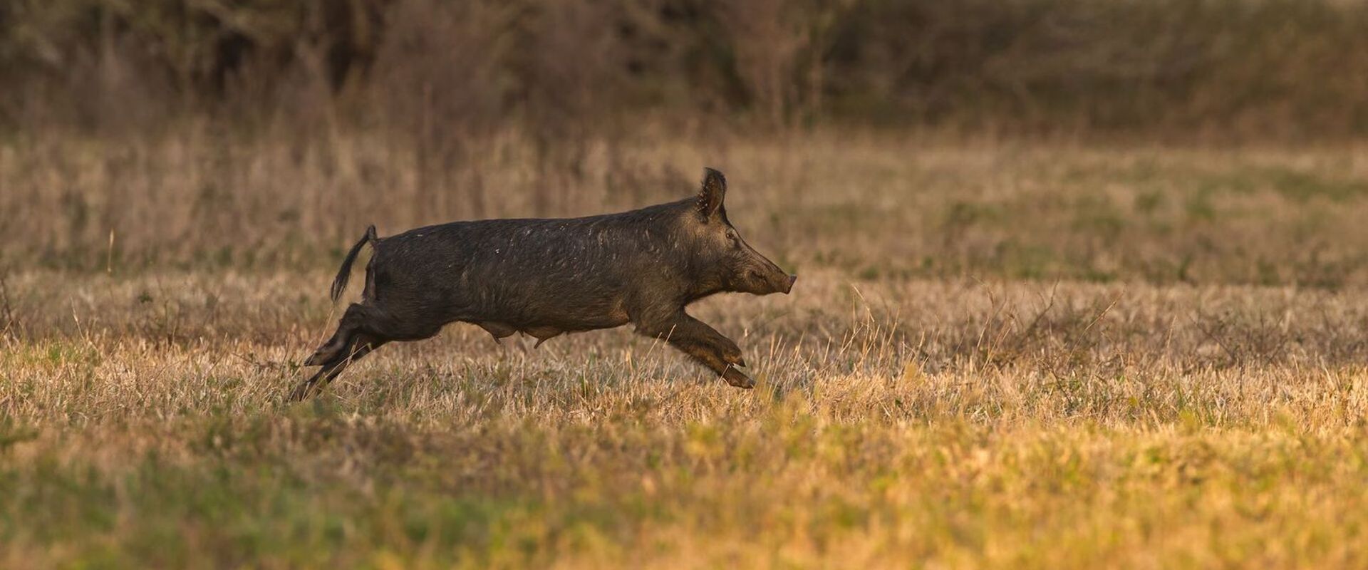 A wild hog running across a field, hog hunting gear concept.