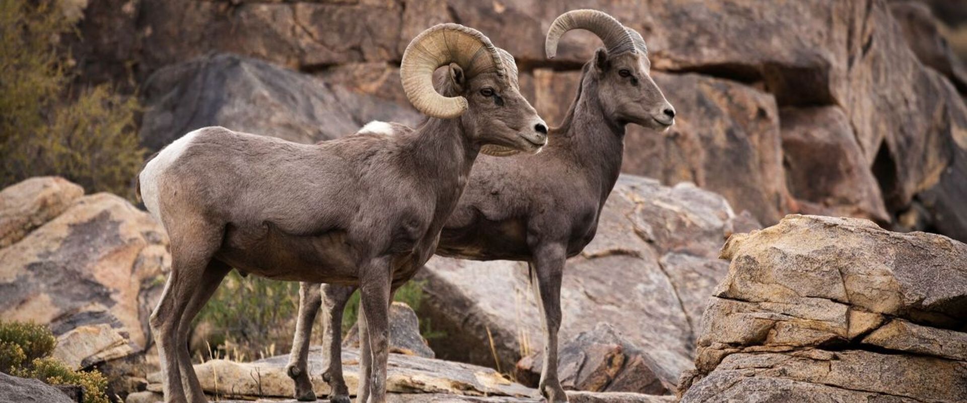 Two bighorn sheep on the rocks, Wyoming preference points for hunting concept.