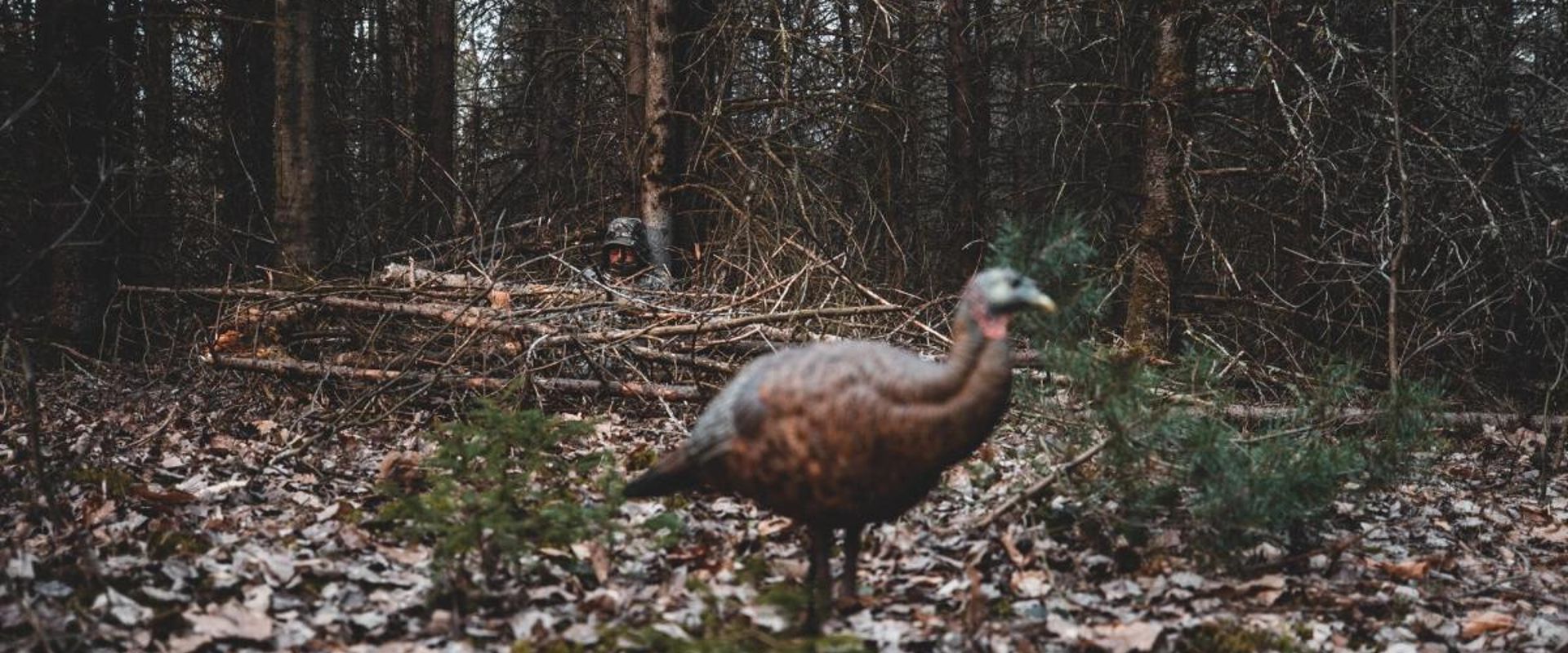 A hunter watches a turkey, how to find a turkey concept.
