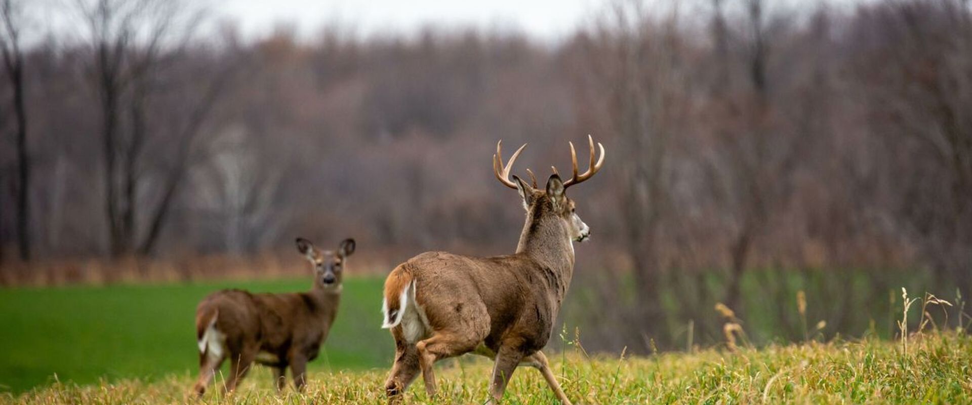 A whitetail buck and a doe walk through a field, Alabama deer season concept.