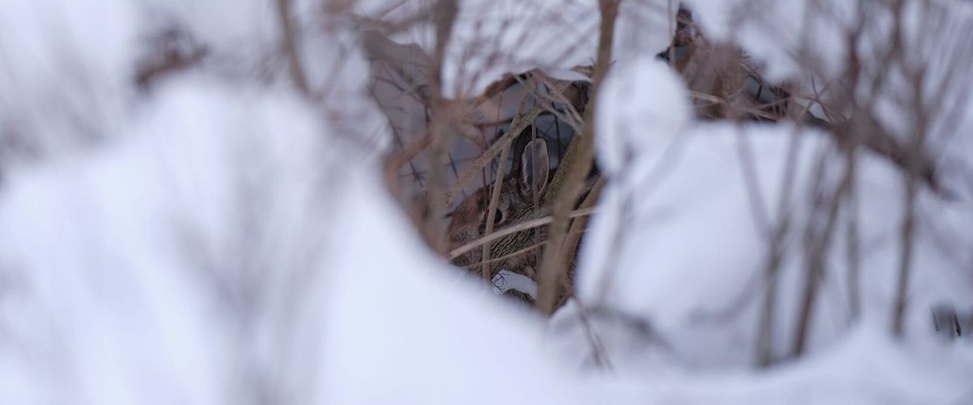 Rabbit hiding in the snow, winter rabbit hunting concept.
