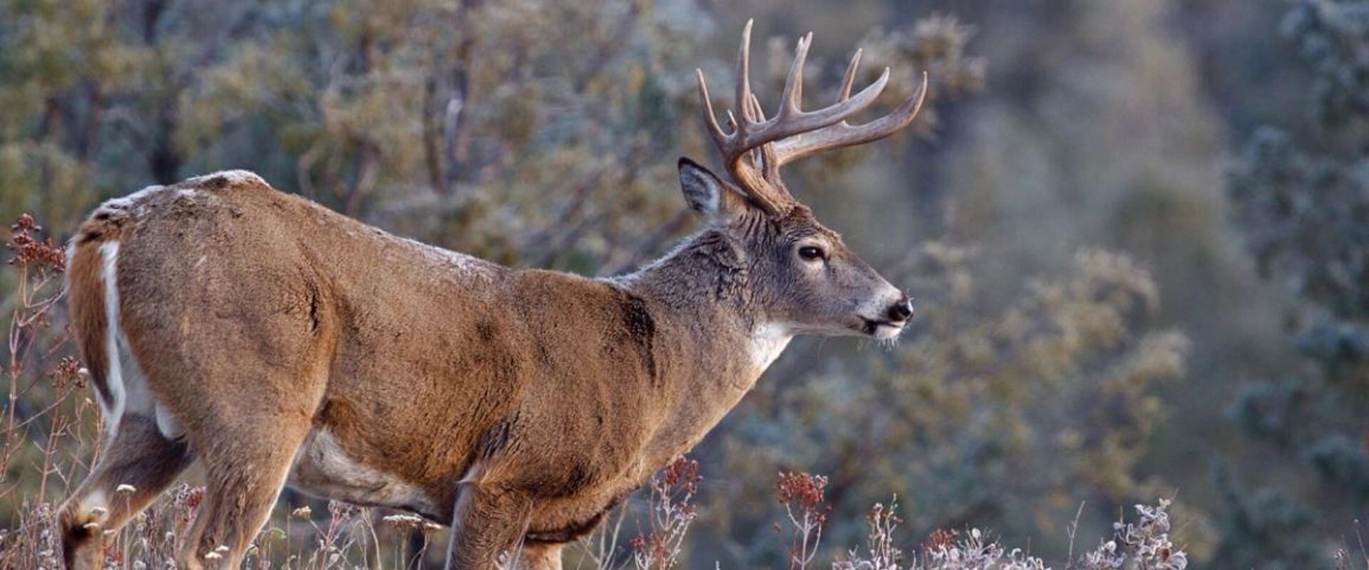 Side view of buck deer with light snow on back, finding bucks after the rut concept.