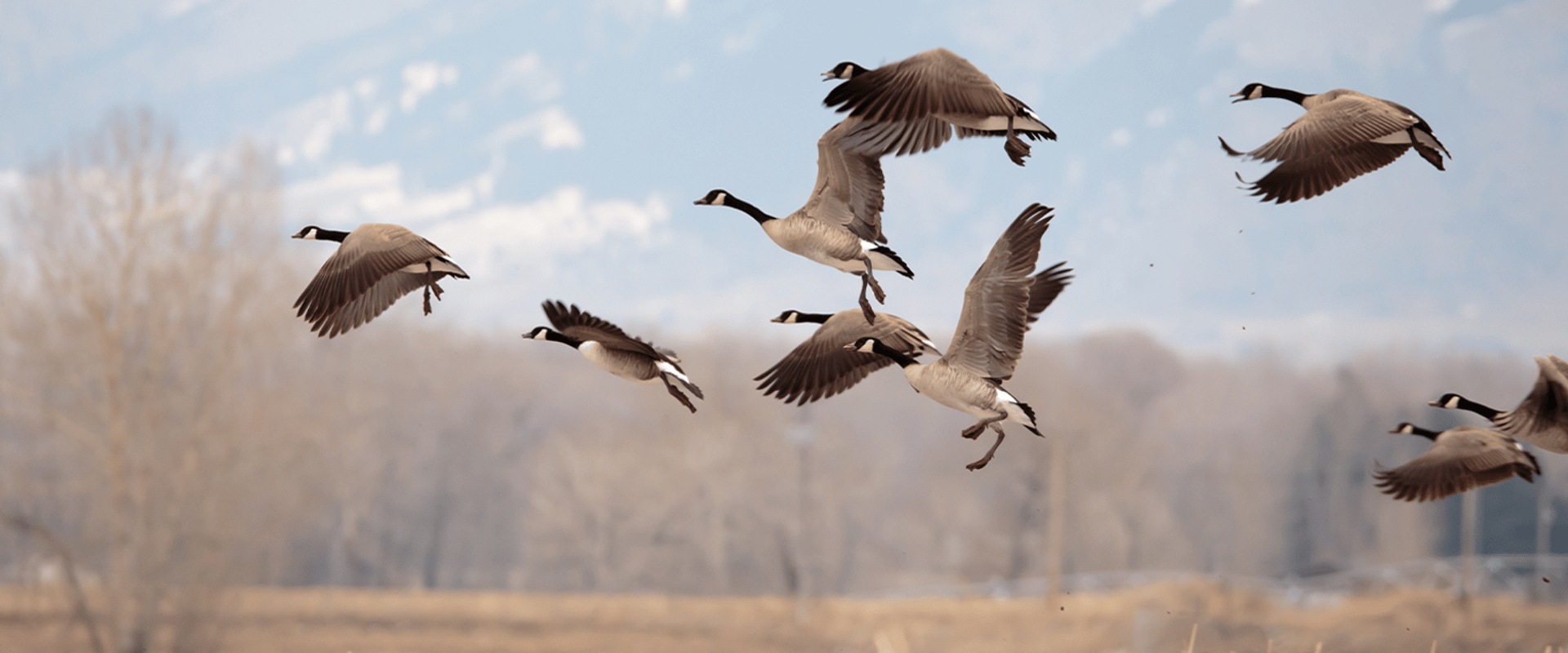 A flock of Canada geese in flight, using decoy spreads for hunting geese concept.