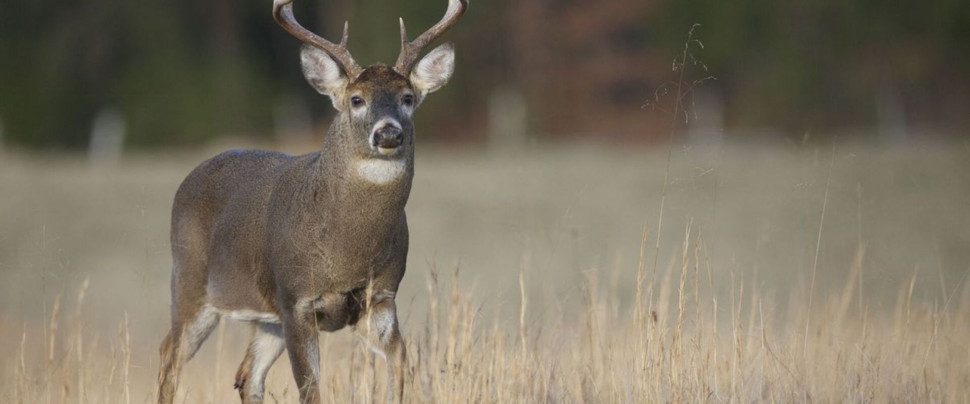 A whitetail buck deer in a field, PA deer season 2025 concept.