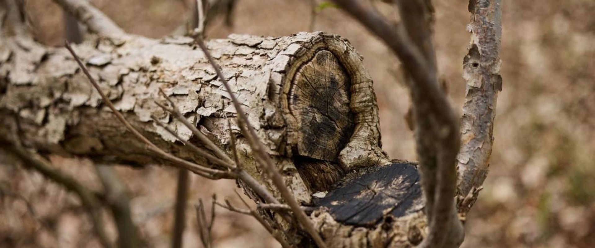 Close-up of a hinge cut on a tree.