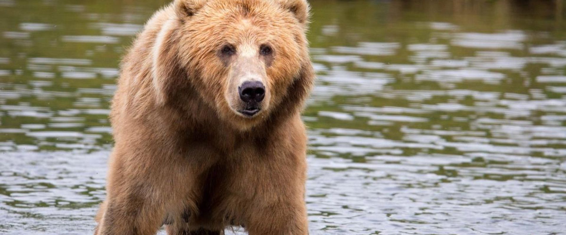 A brown bear in a stream, best time for brown bear hunting concept.