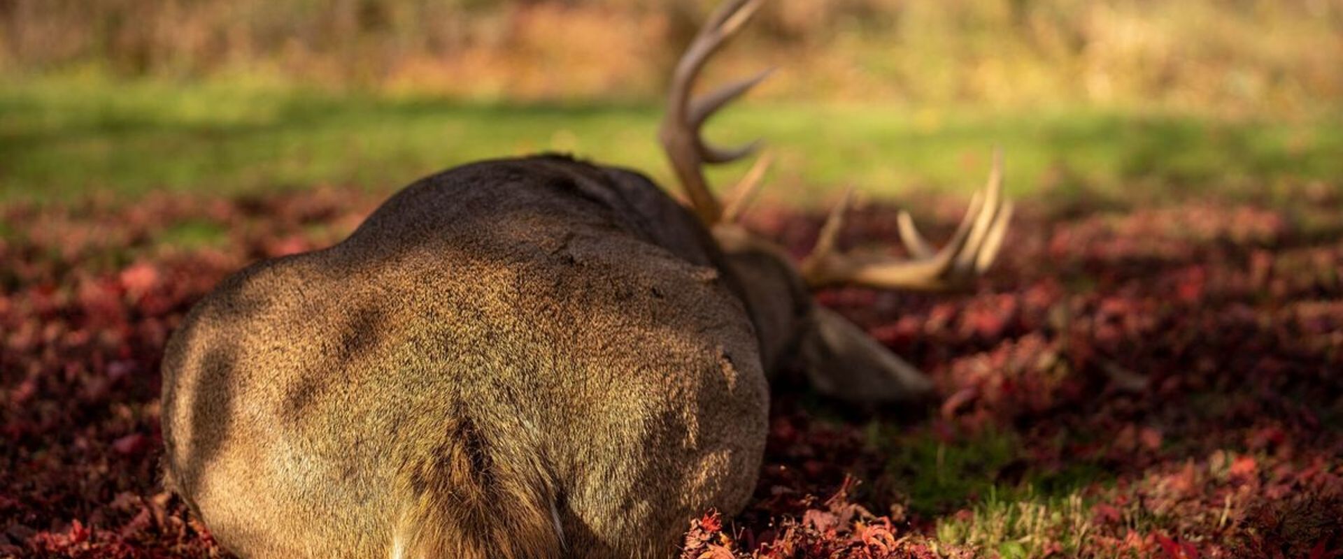 Back of deer on the ground after a hunt.