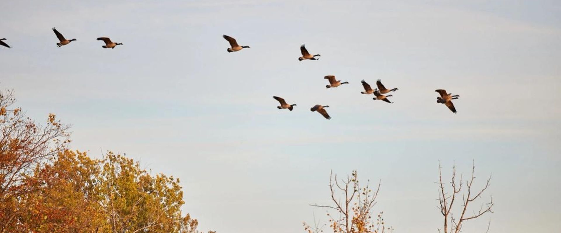 Flock of geese flying overhead, dark goos vs light goose concept.