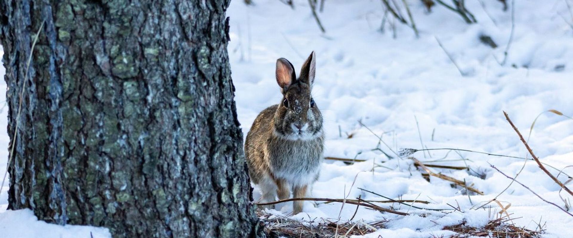 Rabbit near tree in the snow, how to hunt rabbits in the snow concept.