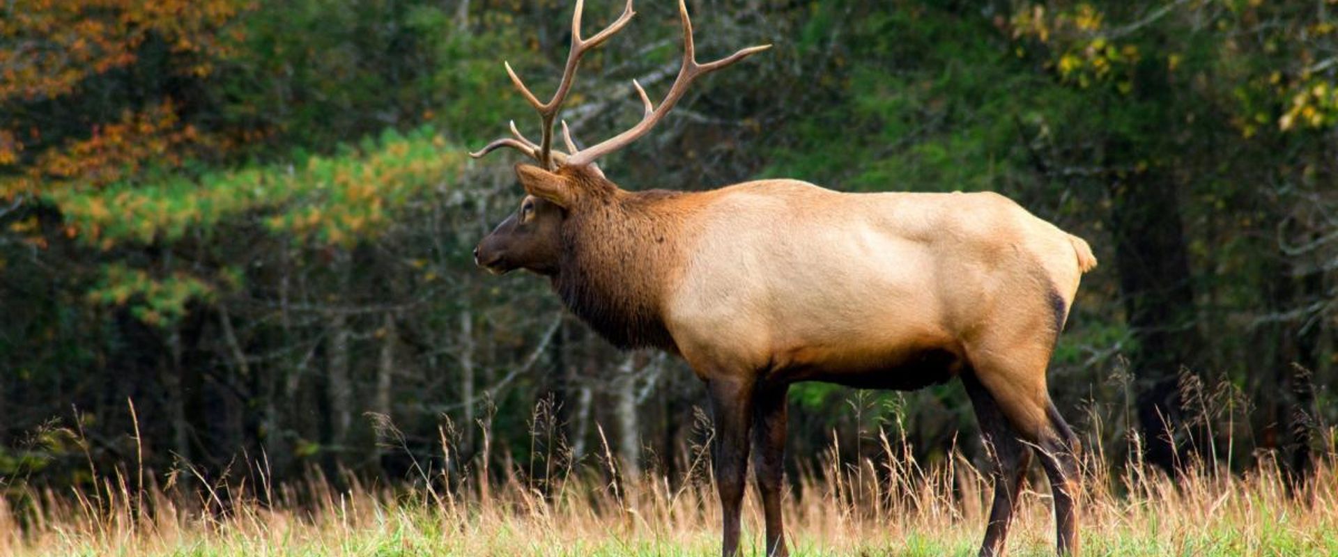 An elk at the edge of a field, hunt elk concept.