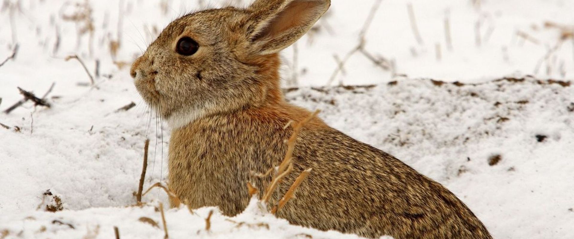 A rabbit in the snow, rabbit hunting concept.