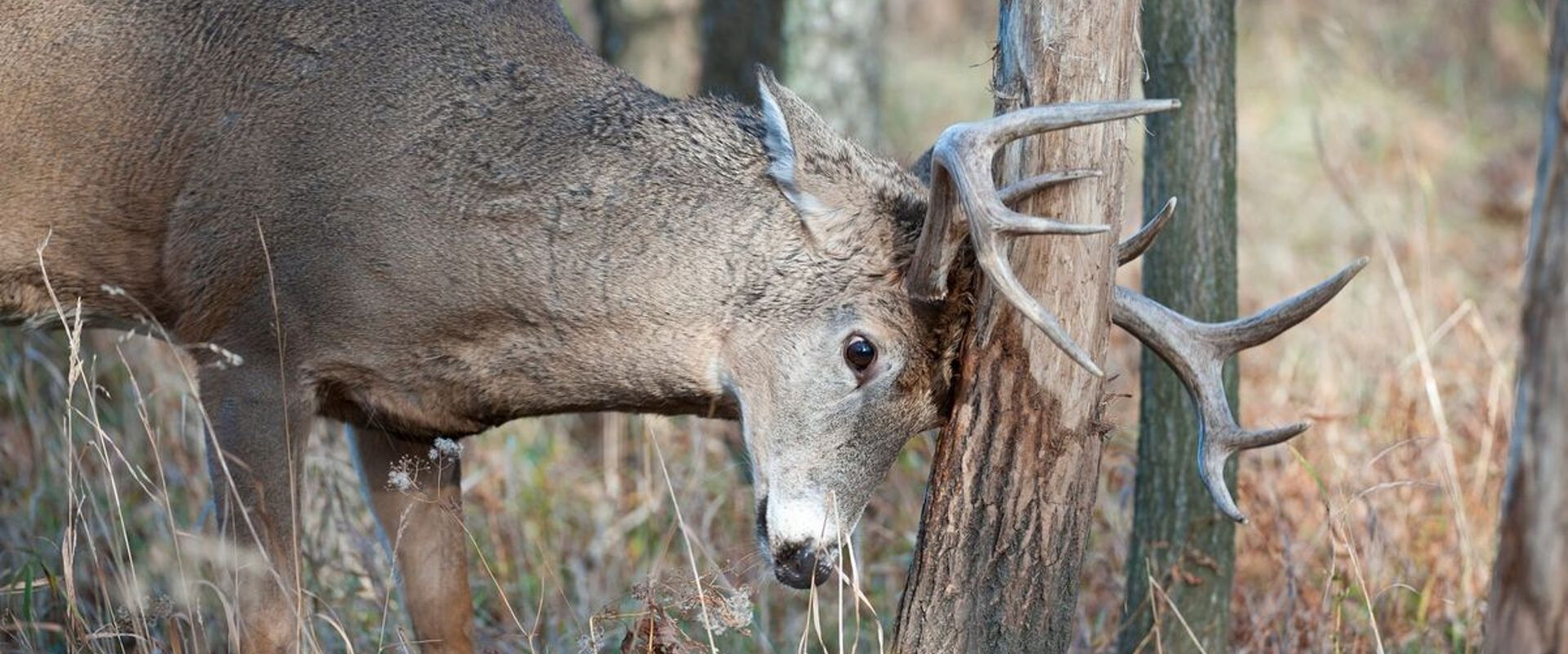 Buck deer rubs antlers on tree, deer rubs and scrapes concept.