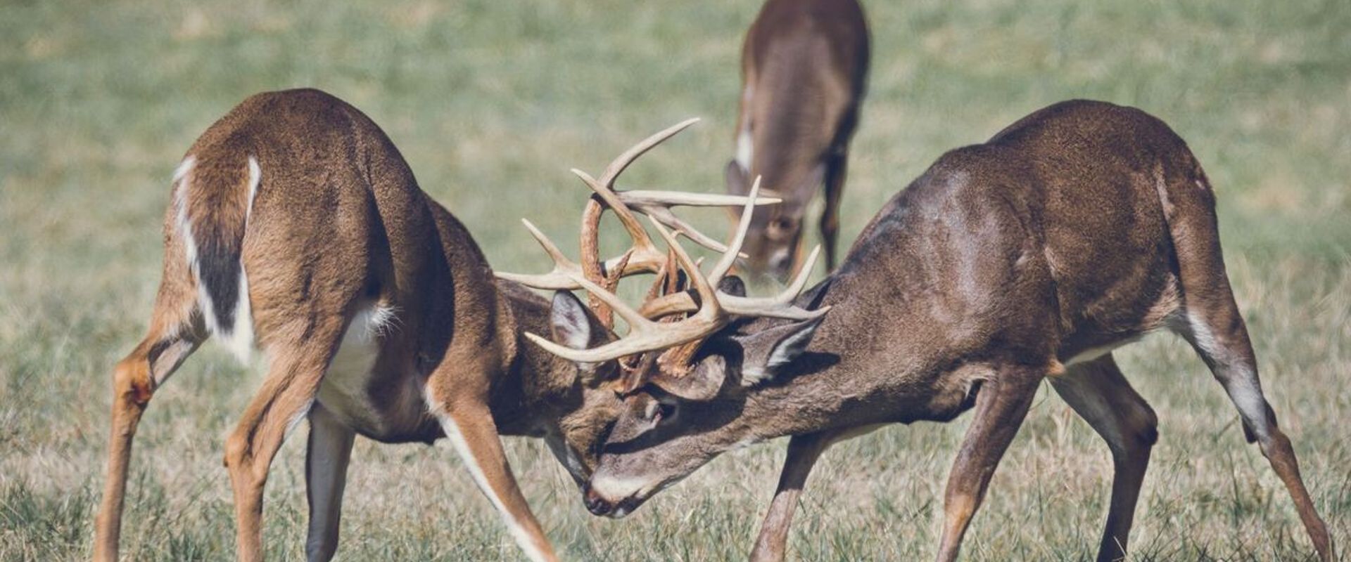 Two buck deer fighting, deer season Georgia 2025 concept.