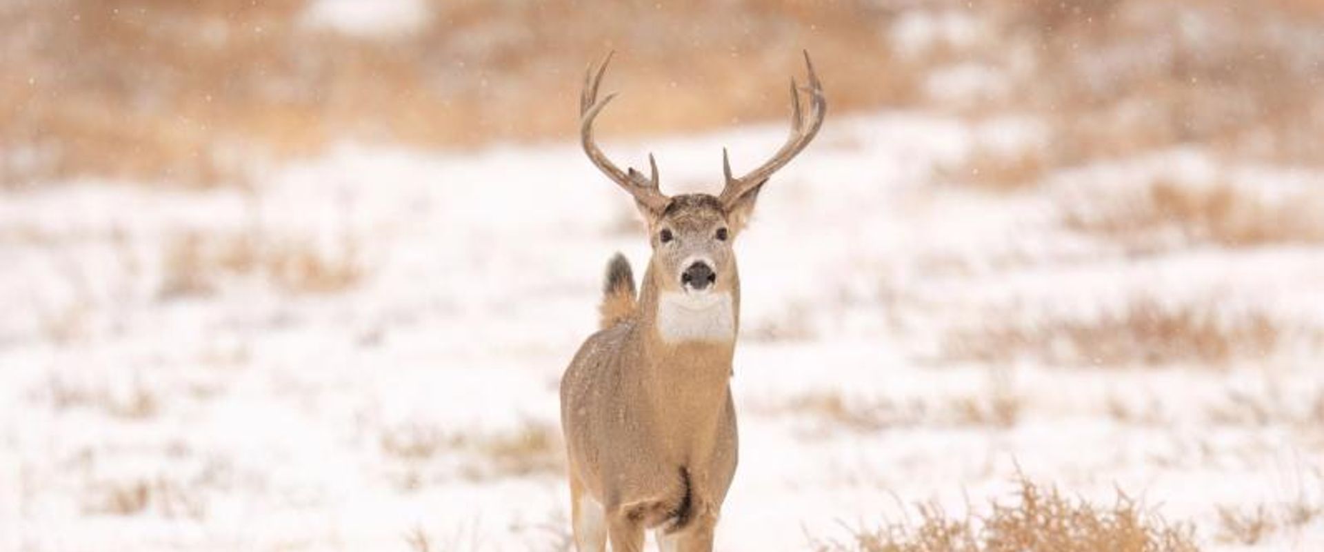 Deer on snowy ground, winter deer hunting concept.