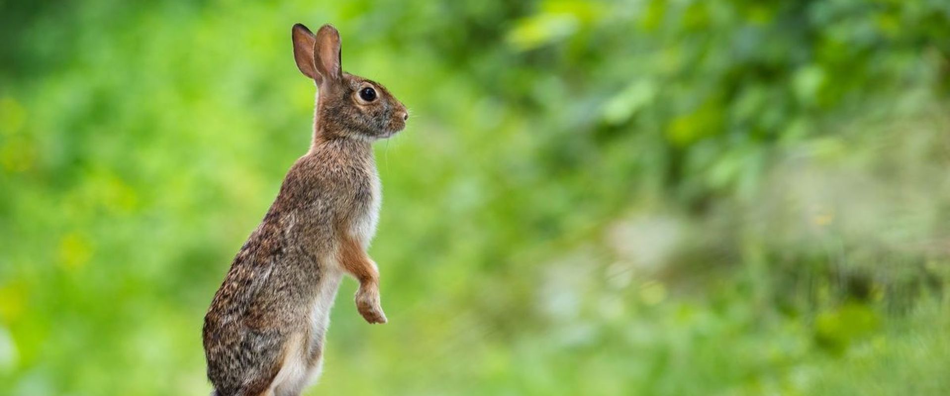 Rabbit standing with greenery in background, how to trap rabbits concept.